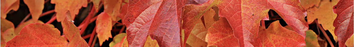 AUTOMNE